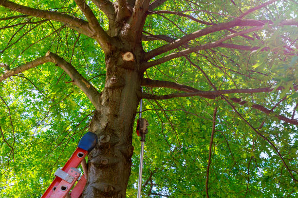 How Our Tree Care Process Works  in  West Sayville, NY